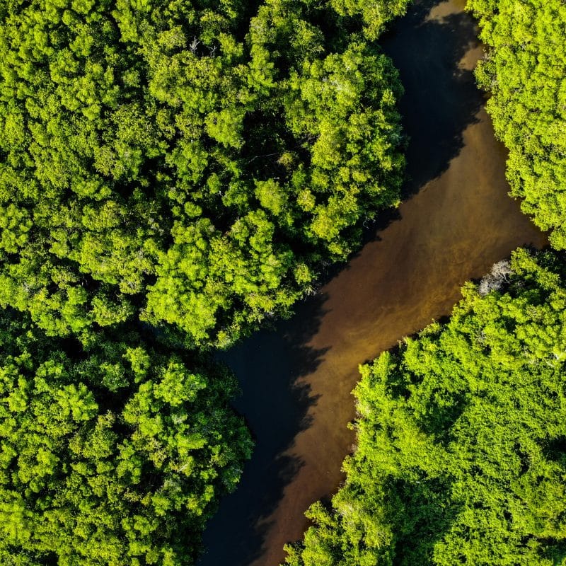 amazon river